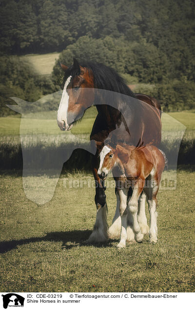 Shire Horses im Sommer / Shire Horses in summer / CDE-03219