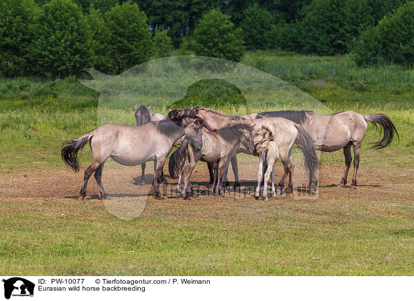 Tarpan Rckzchtung / Eurasian wild horse backbreeding / PW-10077