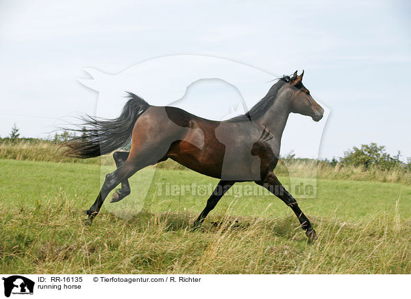 running horse / RR-16135