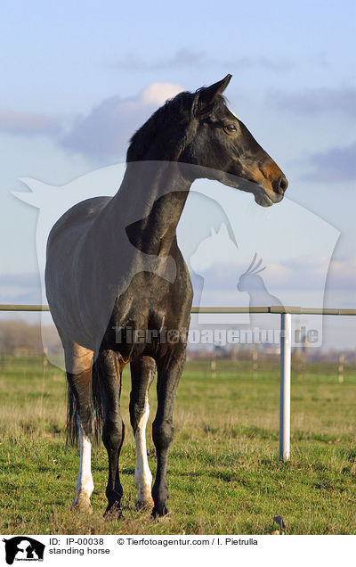 standing horse / IP-00038