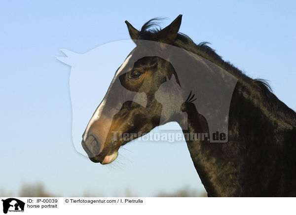 Trakehner Portrait / horse portrait / IP-00039