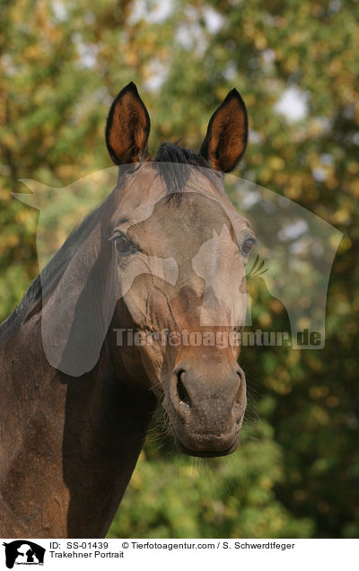 Trakehner Portrait / Trakehner Portrait / SS-01439