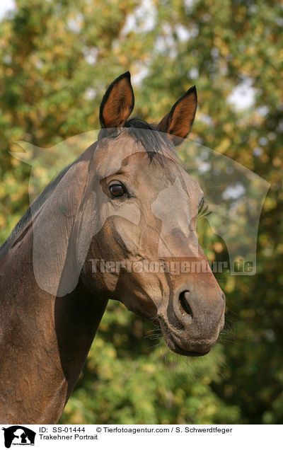 Trakehner Portrait / SS-01444