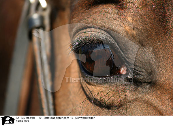 Pferdeauge / horse eye / SS-05668