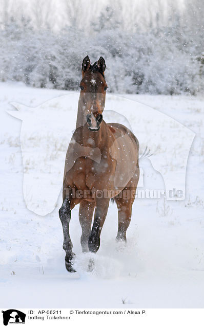 trotting Trakehner / AP-06211