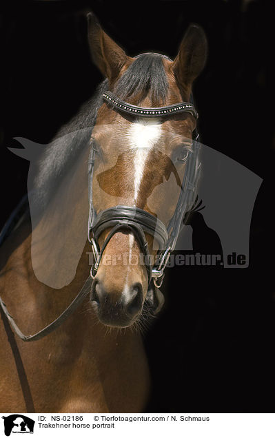 Trakehner horse portrait / NS-02186