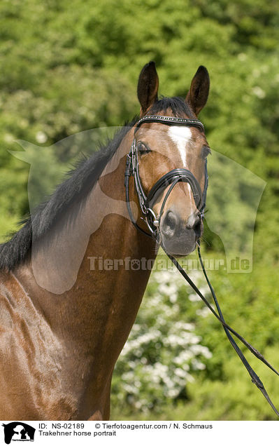 Trakehner horse portrait / NS-02189