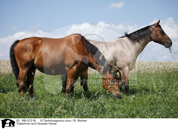 Trakehner und Quarter Horse / Trakehner and Quarter Horse / RR-37218