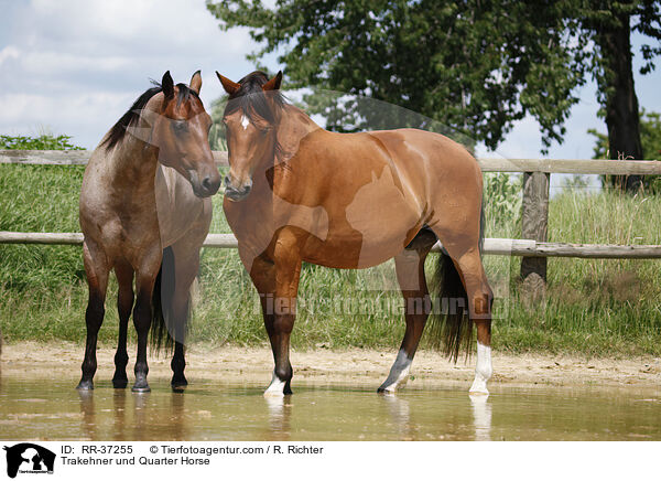 Trakehner und Quarter Horse / RR-37255