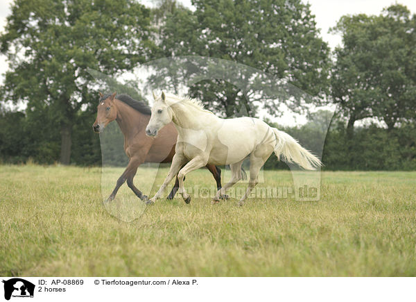 2 horses / AP-08869
