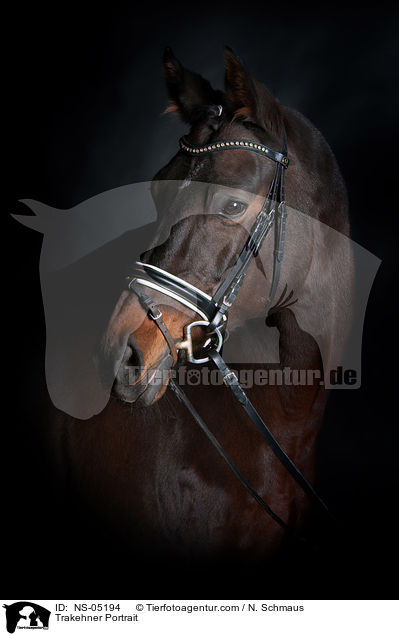 Trakehner Portrait / NS-05194