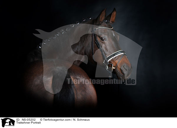 Trakehner Portrait / NS-05202