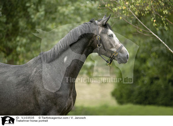 Trakehner horse portrait / VJ-03535