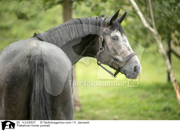 Trakehner horse portrait / VJ-03537