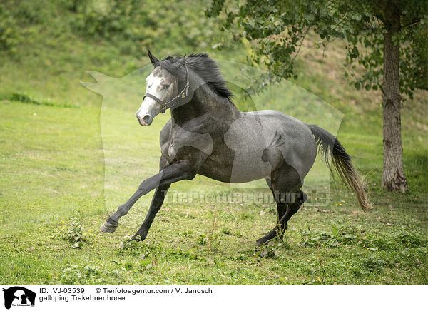 galloping Trakehner horse / VJ-03539