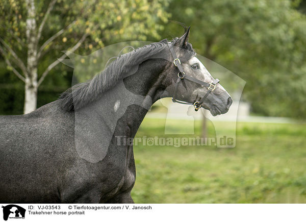 Trakehner horse portrait / VJ-03543