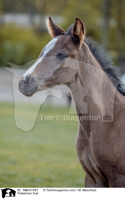 Trakehner foal / MM-01587