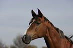 Trakehner mare