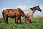 Trakehner and Quarter Horse