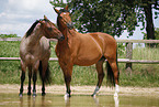 Trakehner and Quarter Horse