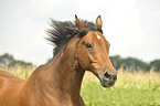 Trakehner Portrait