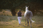 trakehner gelding walking