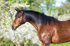 Trakehner Portrait