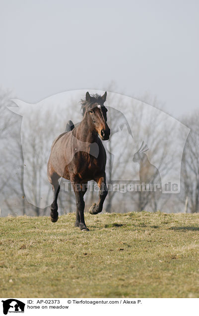 horse on meadow / AP-02373