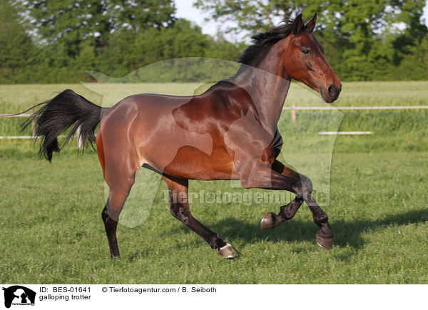 galloping trotter / BES-01641