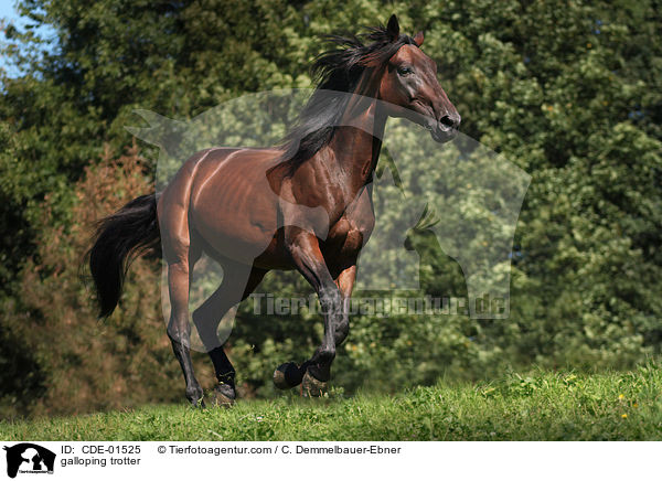 galloping trotter / CDE-01525
