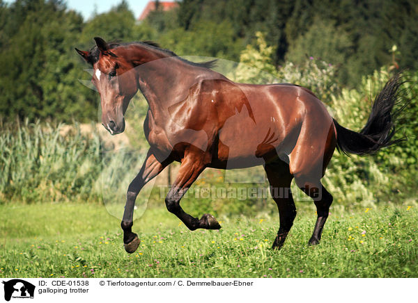 galloping trotter / CDE-01538