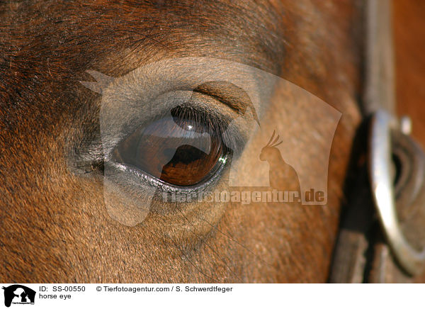 horse eye / SS-00550
