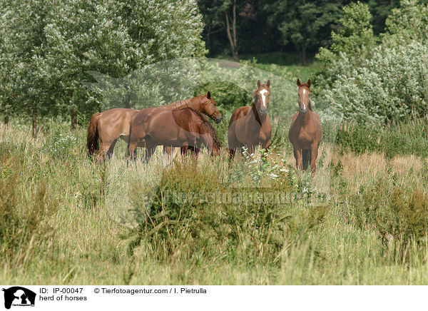 herd of horses / IP-00047