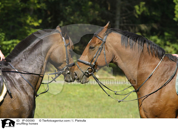 snuffling horses / IP-00090
