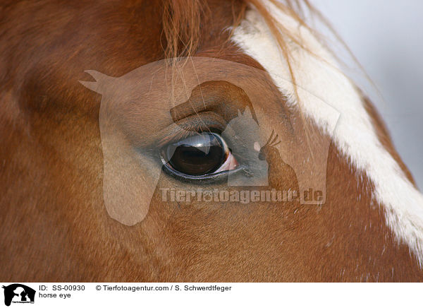 Pferdeauge / horse eye / SS-00930