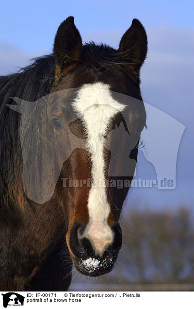 portrait of a brown horse / IP-00171