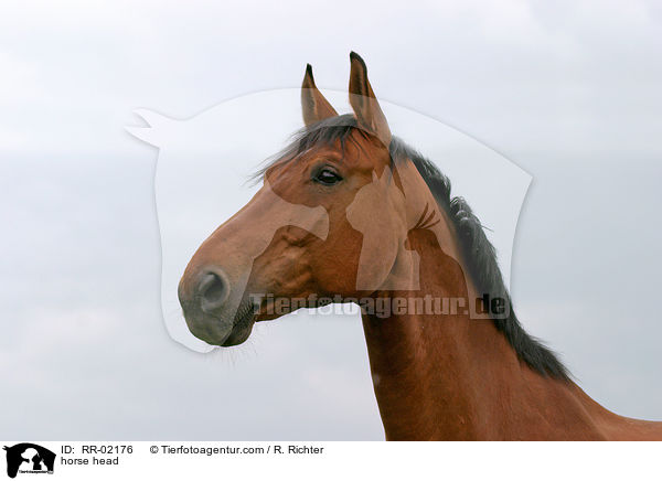 horse head / RR-02176