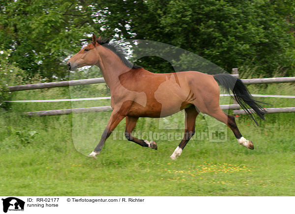 running horse / RR-02177