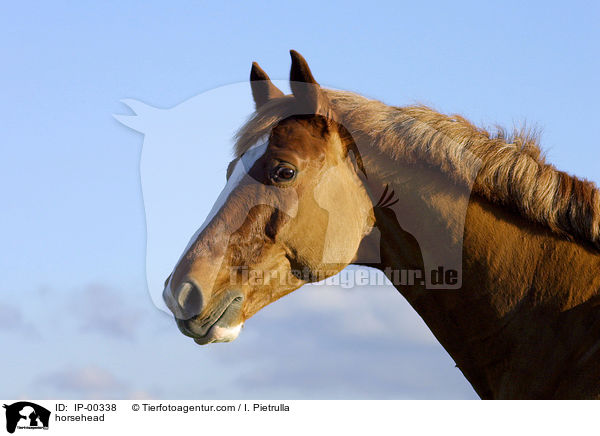 horsehead / IP-00338