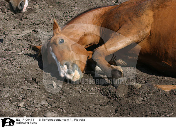 wallowing horse / IP-00471