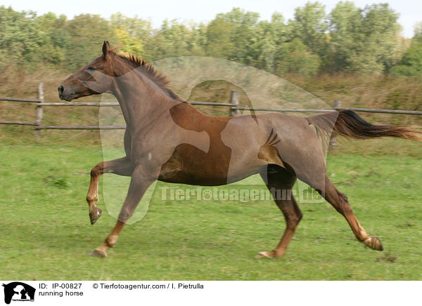 running horse / IP-00827