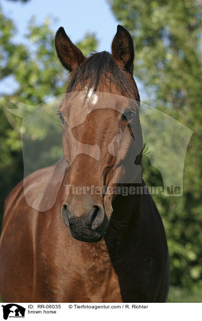 braunes Pferd / brown horse / RR-06035