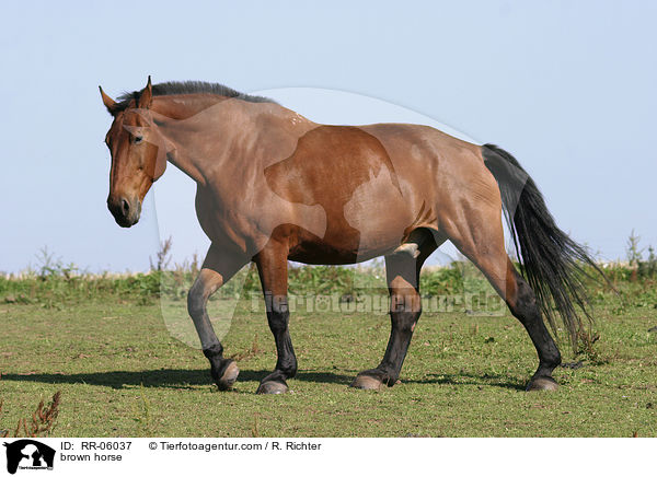 braunes Pferd / brown horse / RR-06037