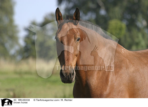 Brauner im Portrait / brown horse / RR-06038