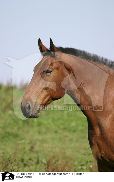 brown horse / RR-06041