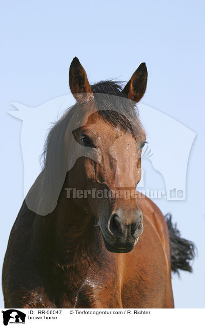 Brauner im Portrait / brown horse / RR-06047