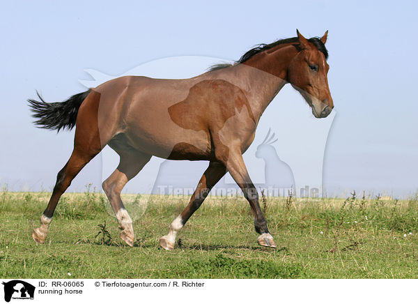 trabendes Pferd / running horse / RR-06065