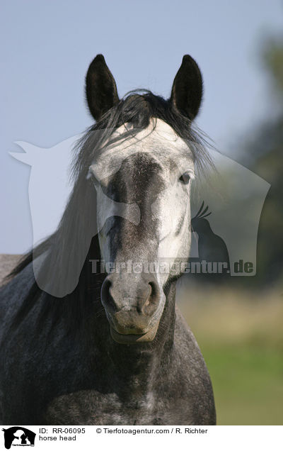 Pferdeportrait / horse head / RR-06095