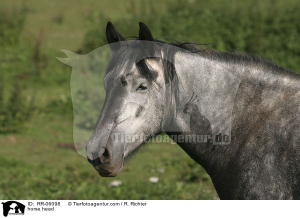 Pferdeportrait / horse head / RR-06098