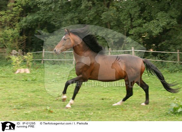 Andalusier im Galopp / running PRE / IP-01295